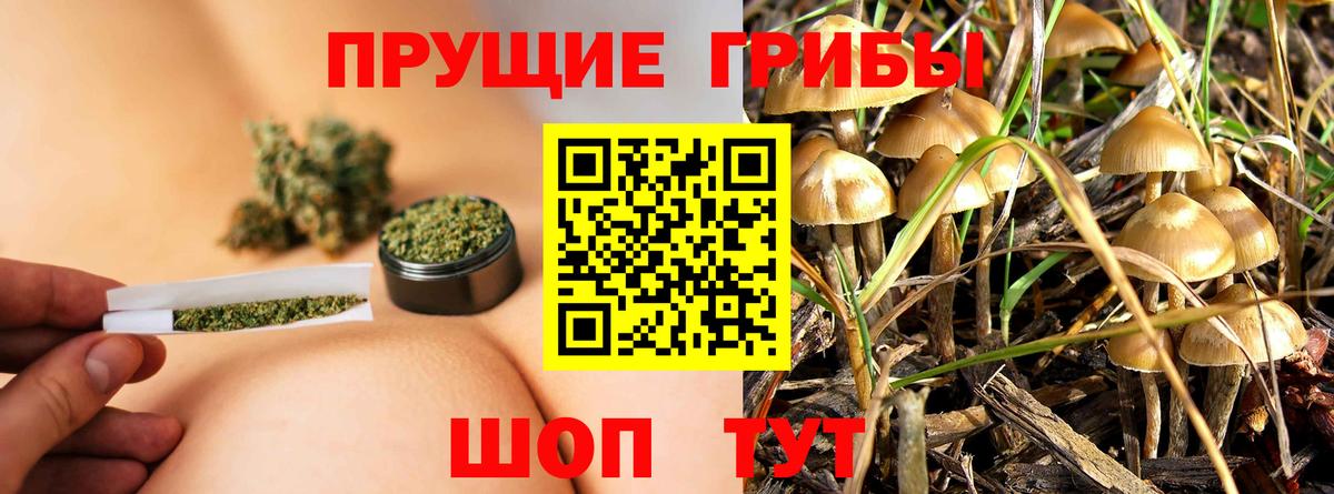 Галлюциногенные грибы Psilocybine cubensis Киржач